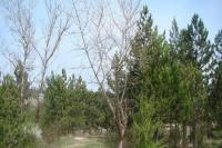 Vedere de pe amplasament. În interiorul lizierei de pini se poate observa avertismentul că pe amplasament sunt prezente deșeuri toxice.